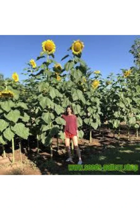5 Adet Dev Ayçiçeği Tohum Ayçiçeği Çekirdek Tohumu Nadir Ithal Ayçiçeği ürün görseli