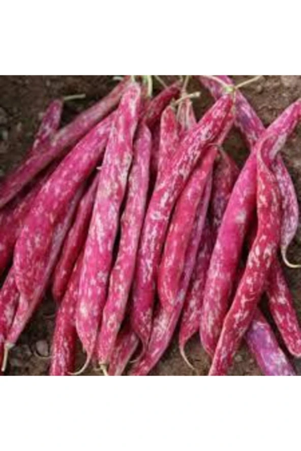 30 Adet Tohum Süper Paket Oturak Barbunya Tohumu Fasulye Tohumu Fasülye Tohumu Sürpriz Hediyeli - Resim 2