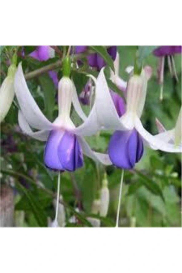 15 Adet Tohum Nadir Mor Küpeli Çiçeği ürün görseli