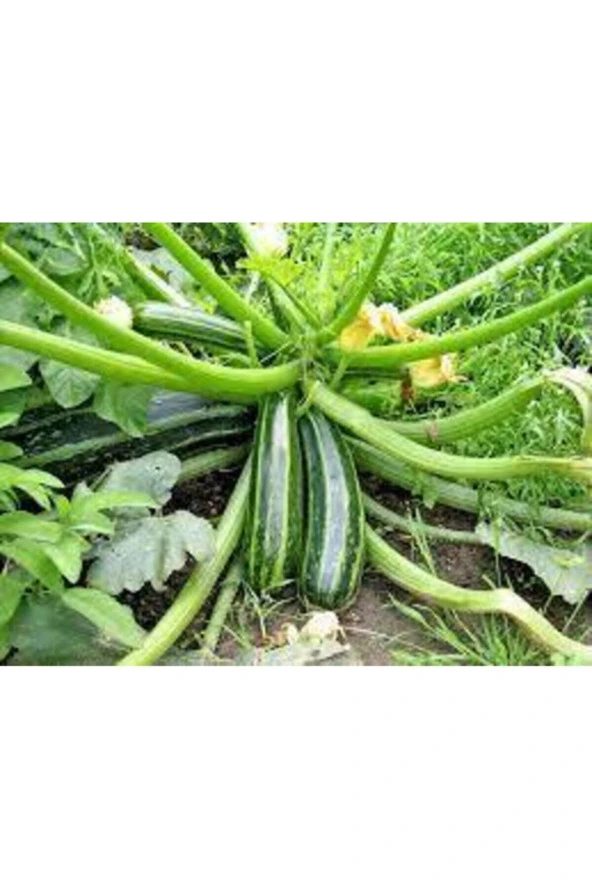 75 Adet Tohum Eko Paket Kara Kolsuz Kabak Tohumu Lezzetli Kabak Sürpriz - Resim 2