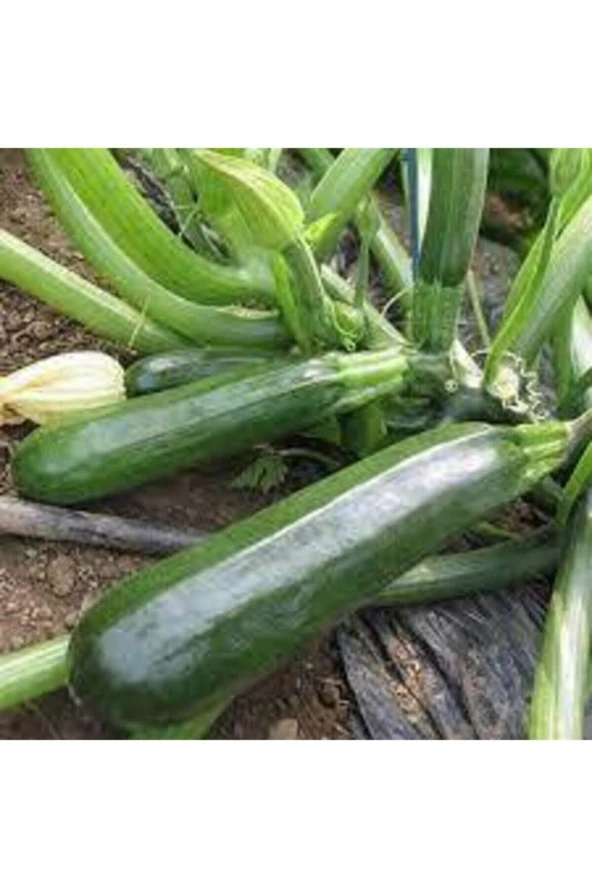 75 Adet Tohum Eko Paket Kara Kolsuz Kabak Tohumu Lezzetli Kabak Sürpriz - Resim 3