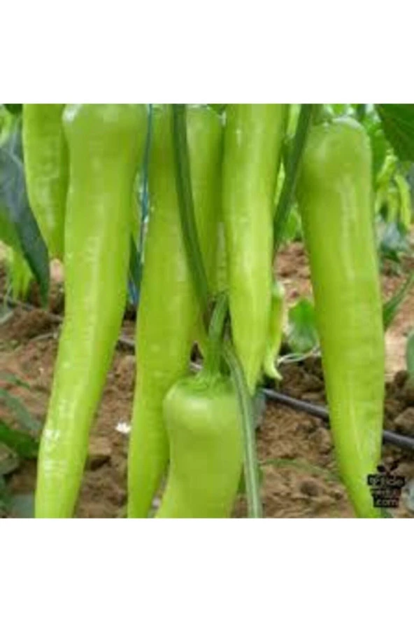 25 Adet Tohum Eleneksel Tatlı Çarliston Biber Tohumu Süpriz Hediye Sebze Tohumu ürün görseli