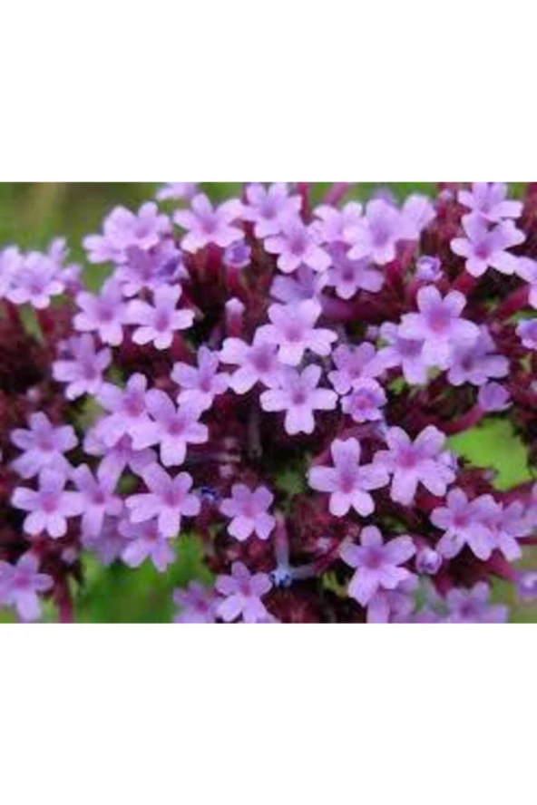 10 Adet Tohum Mine Çiçeği Tohumu Karışık Mine Çiçeği Tohumu Saksı Toprak ürün görseli 1