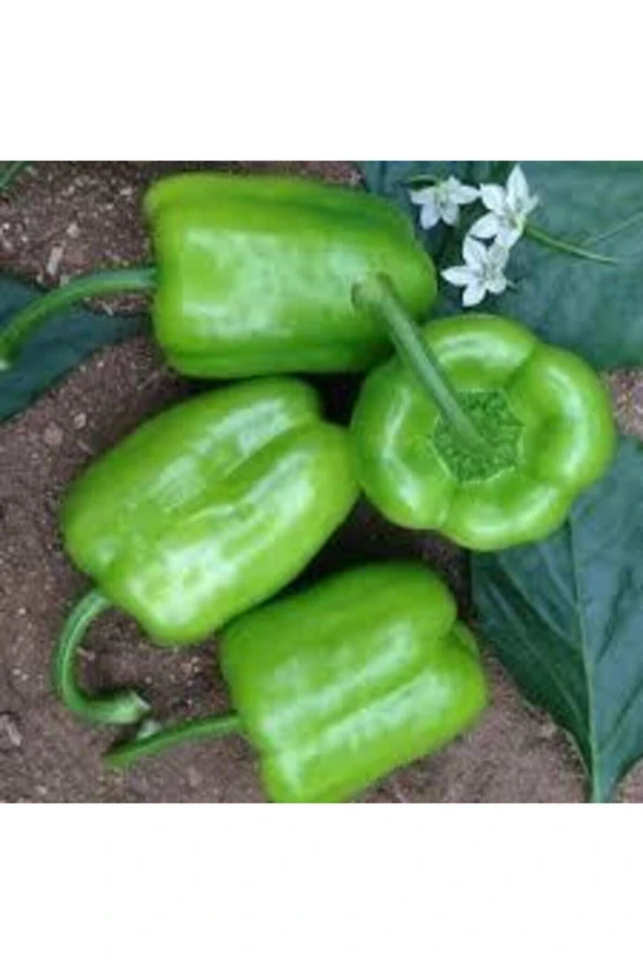 100 Adet Tohum Eko Paket Dolmalık Meşhur Antep Biberi Tohumu - Resim 3