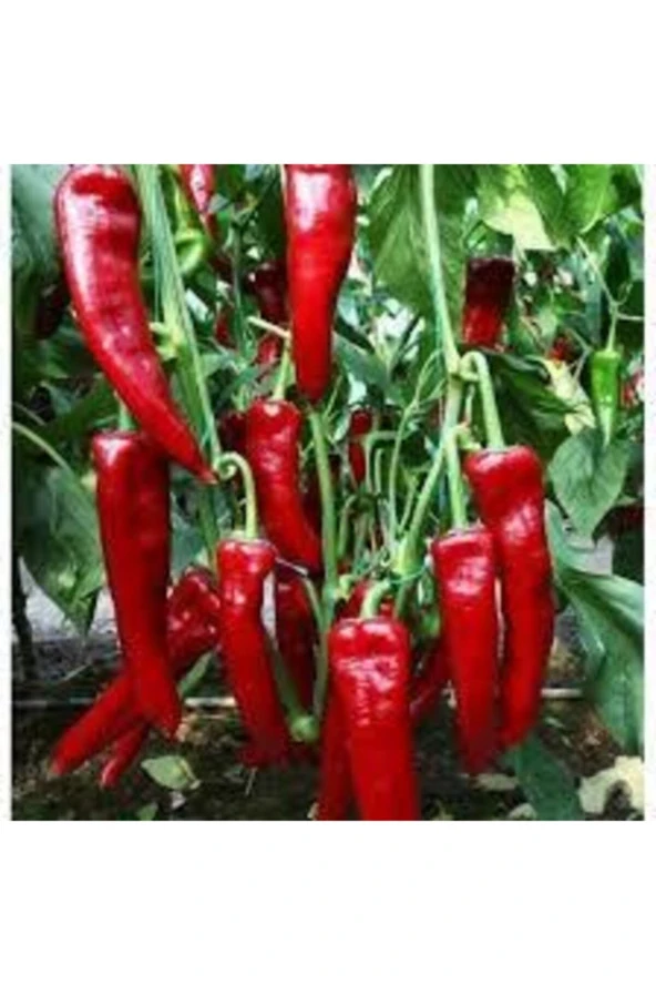 50 Adet Tohum Kırmızı Kapya Biber Tohumu Etli Pat Biber Kebaplık Biber Sürpriz Hediye Tohumlu ürün görseli 1