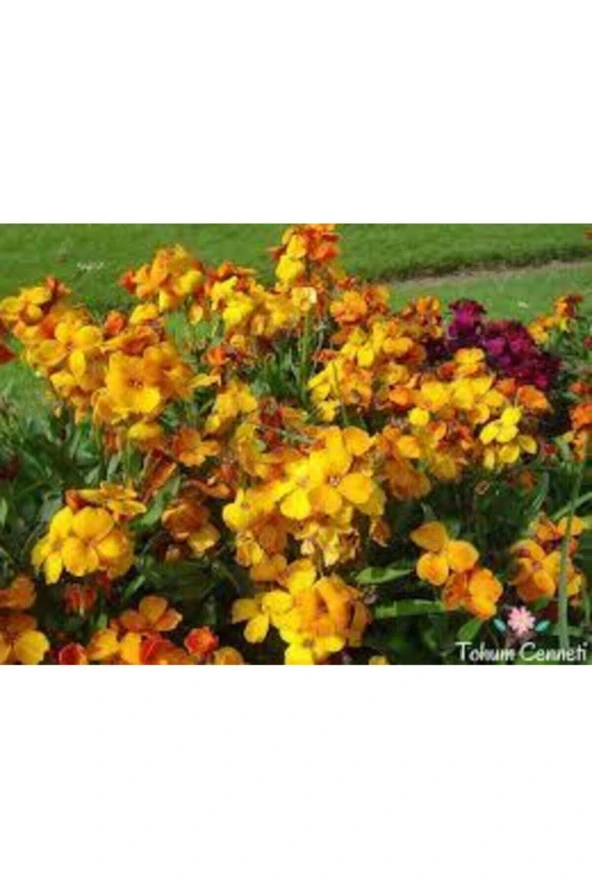 10 Adet Tohum Nadir Sarı Şebboy Çiçeği Tohumu Saksı Toprak - Resim 3