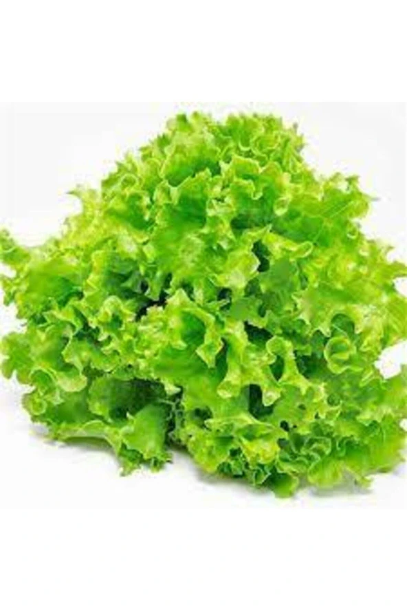 1000 Adet Tohum Eko Paket Kıvırcık  Geniş Yapraklı Maydonoz Tohumu - Resim 3