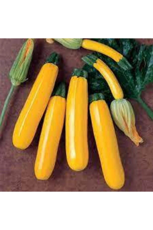 3 Adet Tohum Sarı Endonezya Altın Kabak Kolsuz Sarı Kabak Tohumu ürün görseli 1