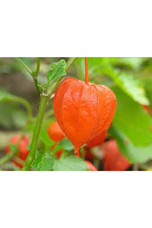 10 Adet Tohum Tropikal Altın Çilek - Resim 3