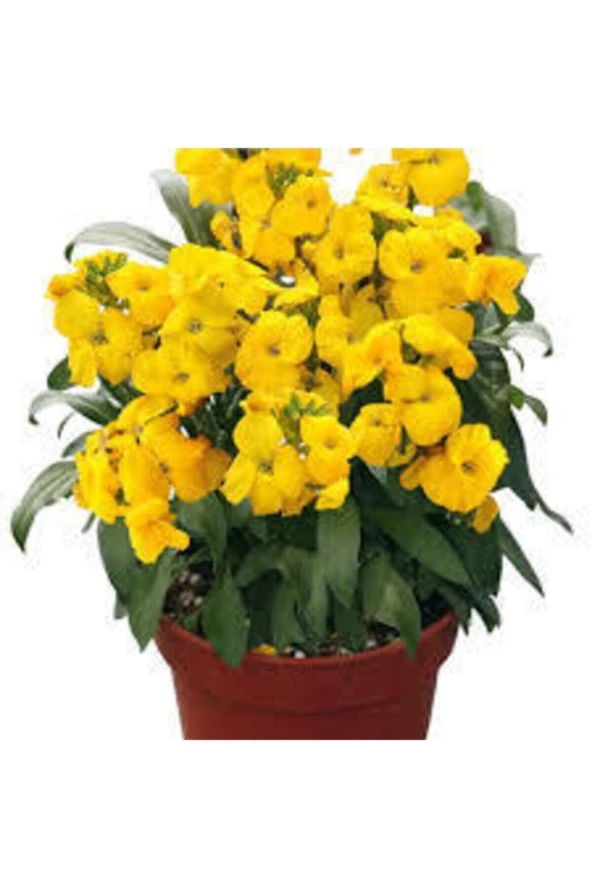 10 Adet Tohum Çok Nadir Bulunan Sarı Şebboy Çiçeği Tohumu ürün görseli 1