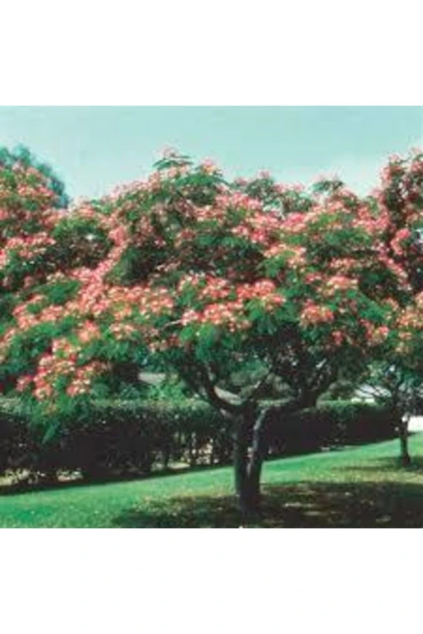 10 Adet Tohum Gülibrişim Ağacı Tohumu Gülibrişim Tohumu Sürpriz Hediye Bonsai Ağacı Tohumu - Resim 3