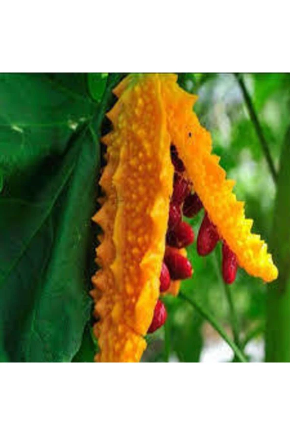 Eko Paket 15 Adet Tohum Nadir Kudret Narı Tohumu Cennet Meyvesi Tohumu ürün görseli