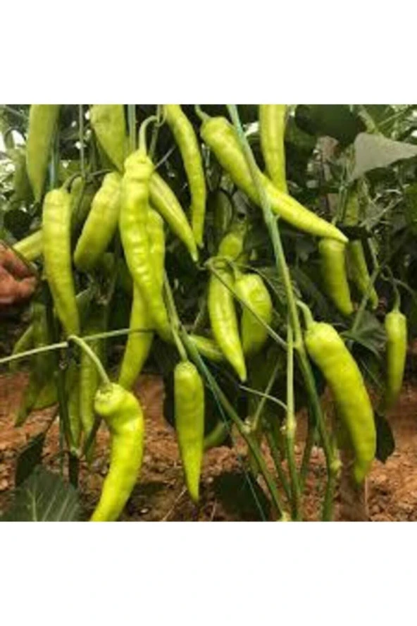25 Adet Tohum Eleneksel Tatlı Çarliston Biber Tohumu Süpriz Hediye Sebze Tohumu - Resim 2