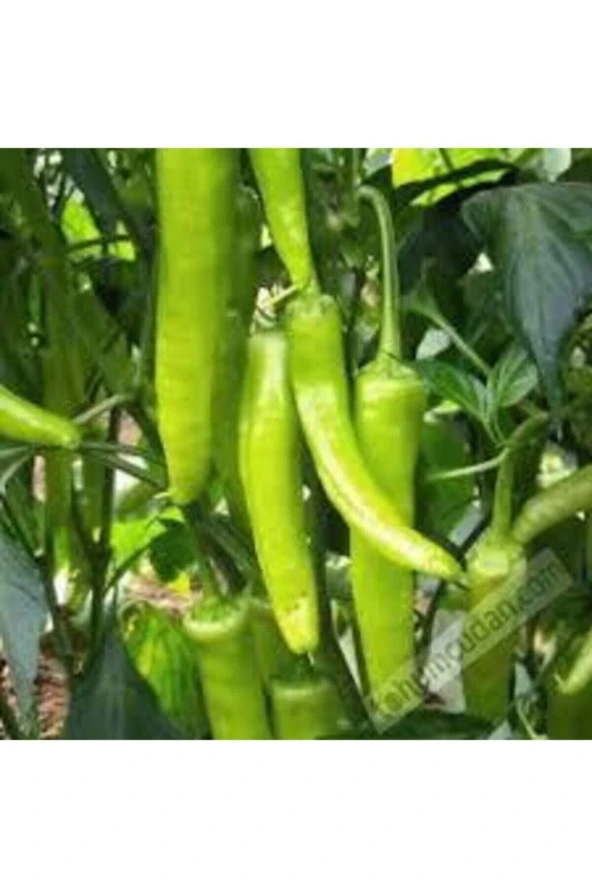 25 Adet Tohum Eleneksel Tatlı Çarliston Biber Tohumu Süpriz Hediye Sebze Tohumu - Resim 3