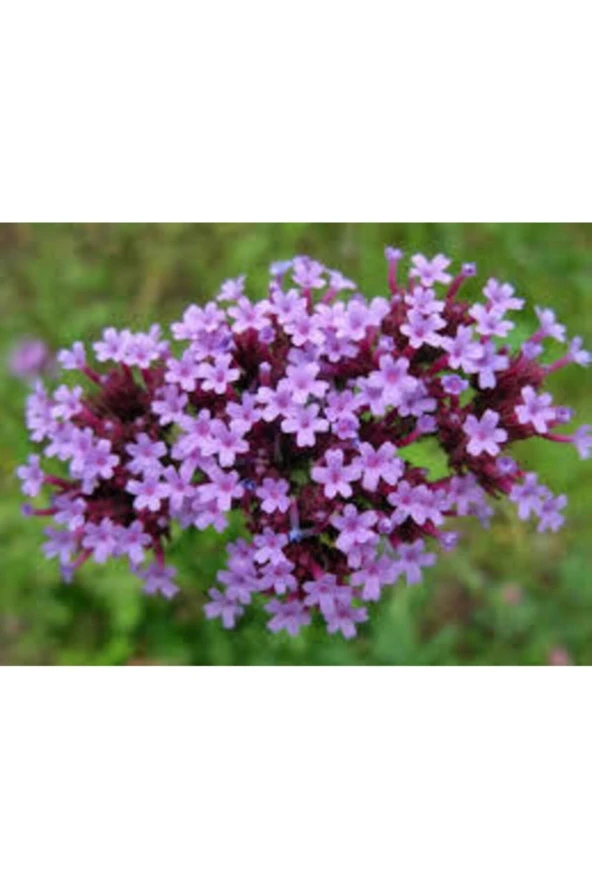 10 Adet Tohum Mine Çiçeği Tohumu Karışık Mine Çiçeği Tohumu Saksı Toprak - Resim 2