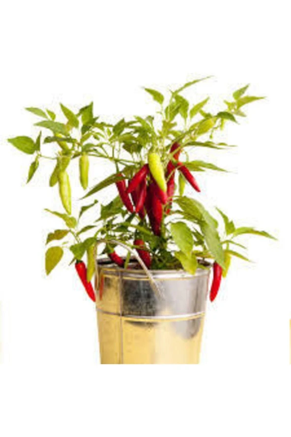 Tohum Acı Burbiye Biber Tohumu Yediveren Biber Tohumu Saksı Toprak 25 Adet - Resim 2