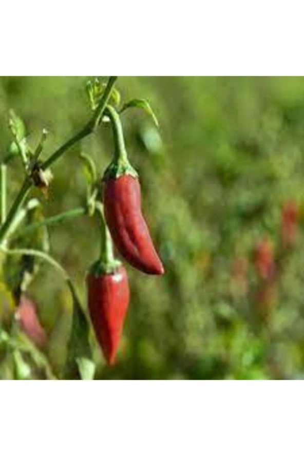 Tohum Acı Burbiye Biber Tohumu Yediveren Biber Tohumu Saksı Toprak 25 Adet - Resim 3