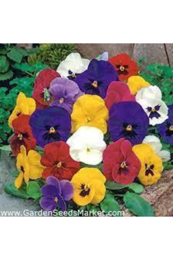 Dev Isviçre Menekşesi 10 Adet Tohum - Resim 3