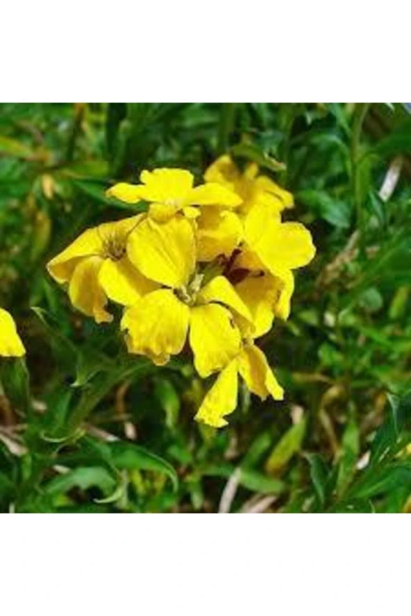 10 Adet Tohum Nadir Sarı Şebboy Çiçeği Tohumu Saksı Toprak - Resim 2