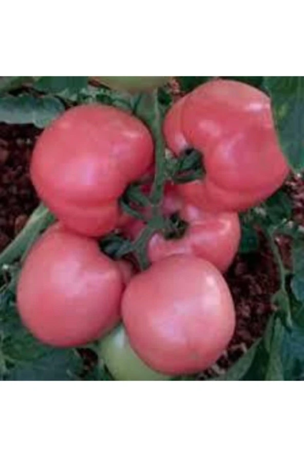 İri Pembe Domatesi 20 Adet Tohum - Resim 3