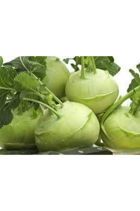 75 Adet Tohum Süper Paket Alabaş Tohumu Yemeklik Faydalı Alabaş - Resim 3