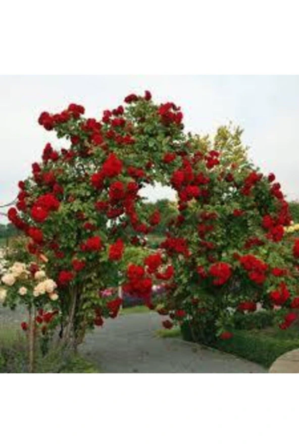 20 Adet Tohum Kırmızı Gül Sarmaşık - Resim 3