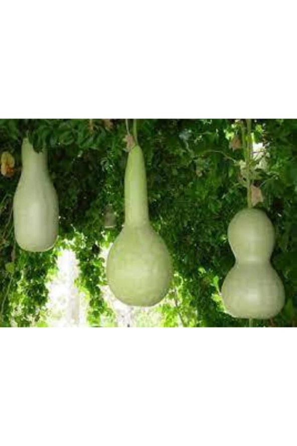 15 Adet Tohum Su Kabağı Tohumu Nadir Su Kabağı Kabak Tohumu - Resim 2