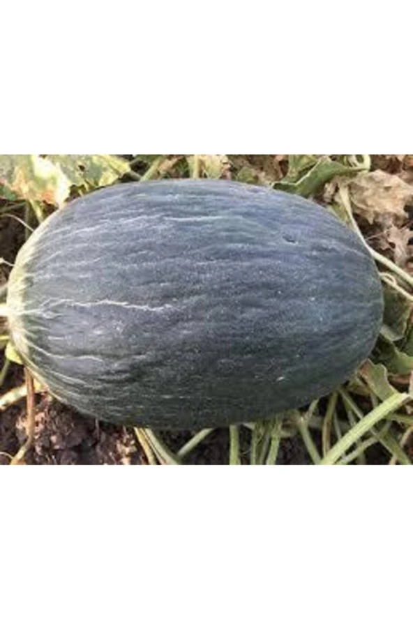 Tohum Kışlık Siyah Kavun 15 Adet - Resim 2