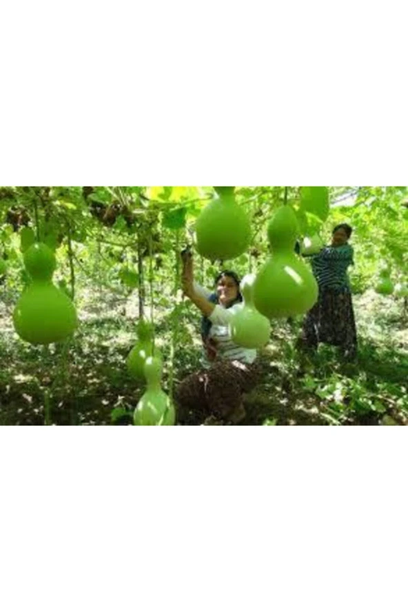 15 Adet Tohum Su Kabağı Tohumu Nadir Su Kabağı Kabak Tohumu - Resim 3