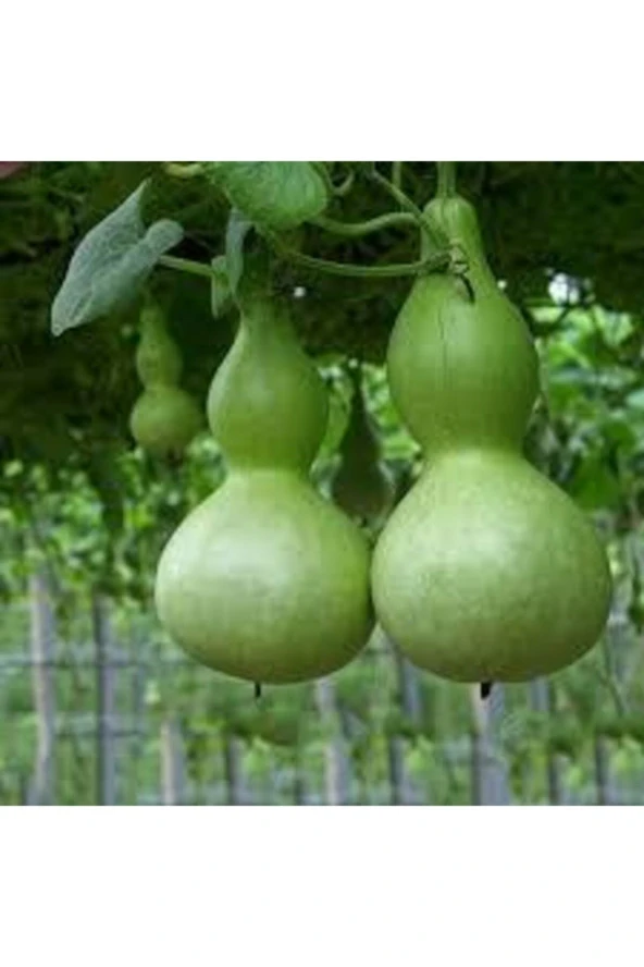 15 Adet Tohum Su Kabağı Tohumu Nadir Su Kabağı Kabak Tohumu - Resim 4