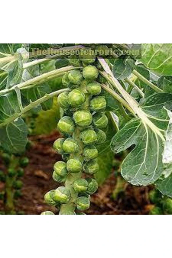 Tohum Yerli Bürüksel Lahana  20 Adet ürün görseli