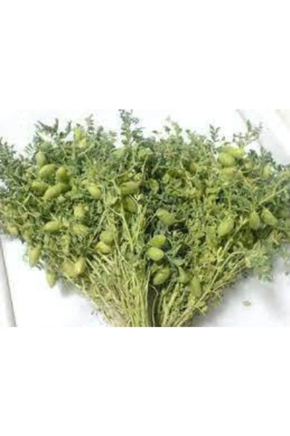 150 Adet Tohum Eko Paket Yeni Mahsül Geleneksel Nohut Tohumu Bol Verim Sürpriz Hediye Tohumla Gelir ürün görseli