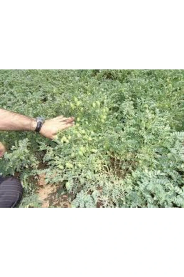 150 Adet Tohum Eko Paket Yeni Mahsül Geleneksel Nohut Tohumu Bol Verim Sürpriz Hediye Tohumla Gelir - Resim 3