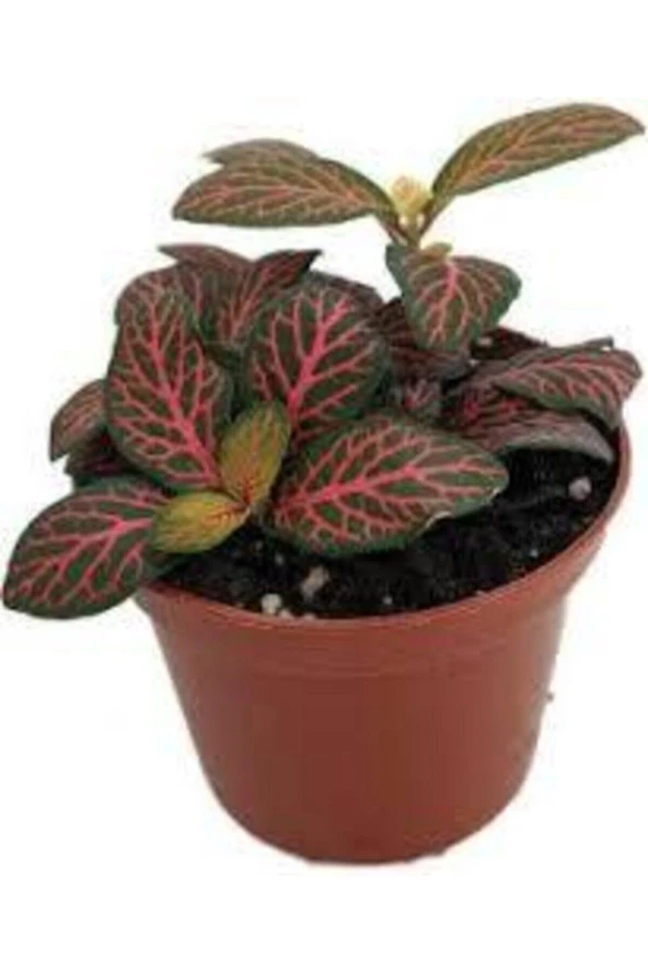 10 Adet Tohum Nadir Yaprağı Güzel Çiçeği Tohuımu Güzel Yapraklı Sakısı Toprak Sürpriz Hediye Tohum - Resim 2