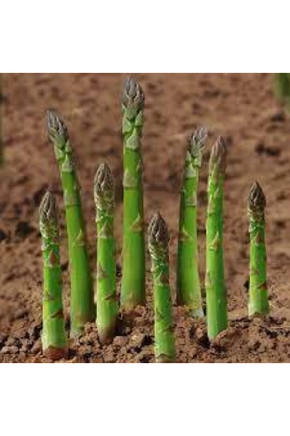 10 Adet Tohum Kuşkonmaz Tohumu Nadir Bulunan Kuş Konmaz Kuşkonmaz Tohumu - Resim 4