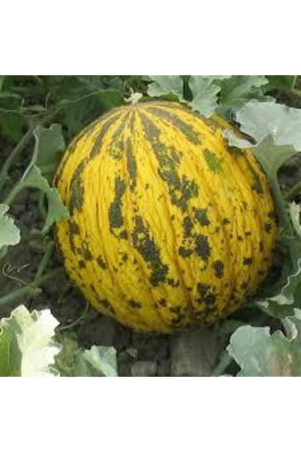 50 Adet Tohum Kırkağaç İnce Kabuk Altınbaş Kavun Tohumu ürün görseli