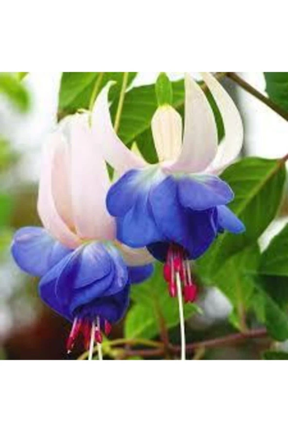 20 Adet Tohum Nadir Mavi Küpeli Çiçeği Tohumu Mavi Küpeli Çiçek Sürpriz Hediye Tohumlu ürün görseli