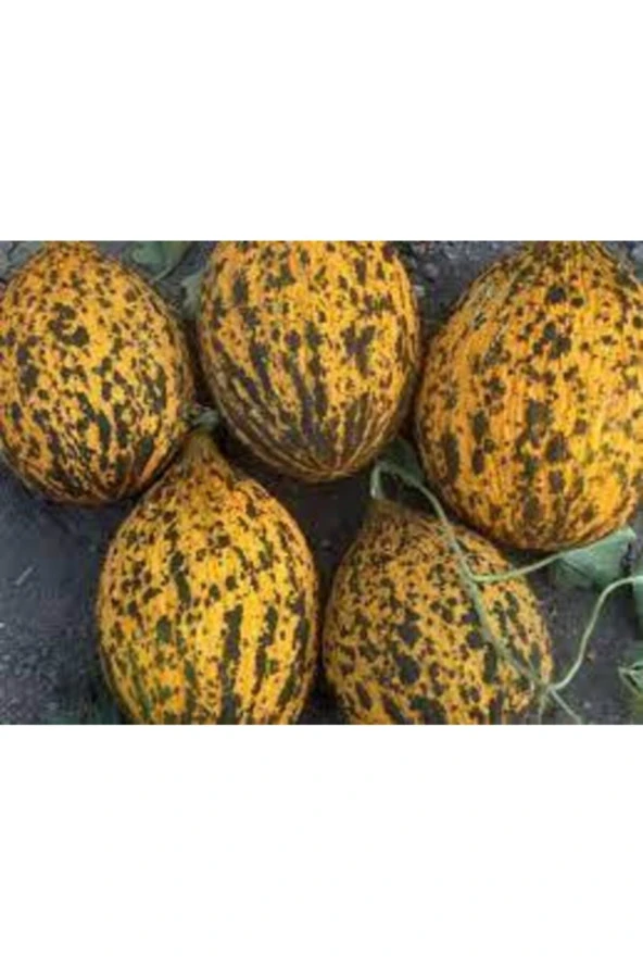 50 Adet Tohum Kırkağaç İnce Kabuk Altınbaş Kavun Tohumu - Resim 4