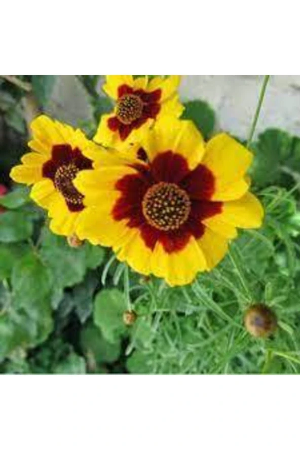 10 Adet Tohum Nadir Bulunan Meramlı Kız Çiçeği Tohumu ürün görseli