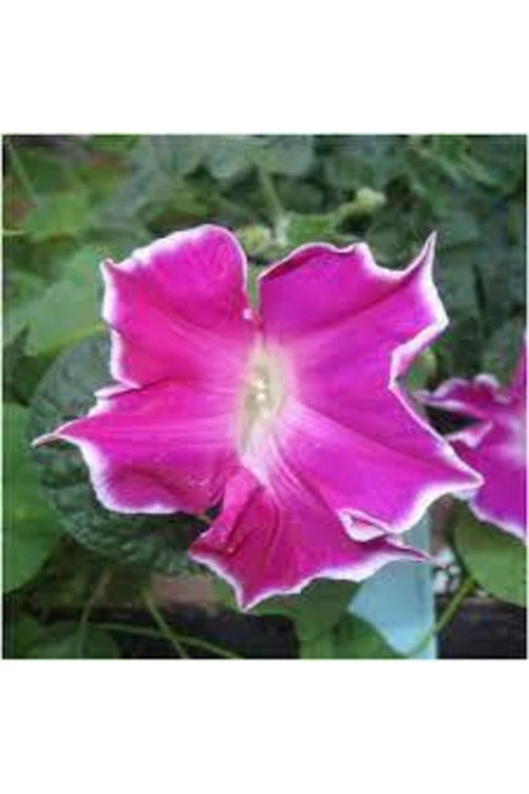 10 Adet Tohum Nadir Bulunan Ipomea Purpurea Çiçeği Tohumu - Resim 3