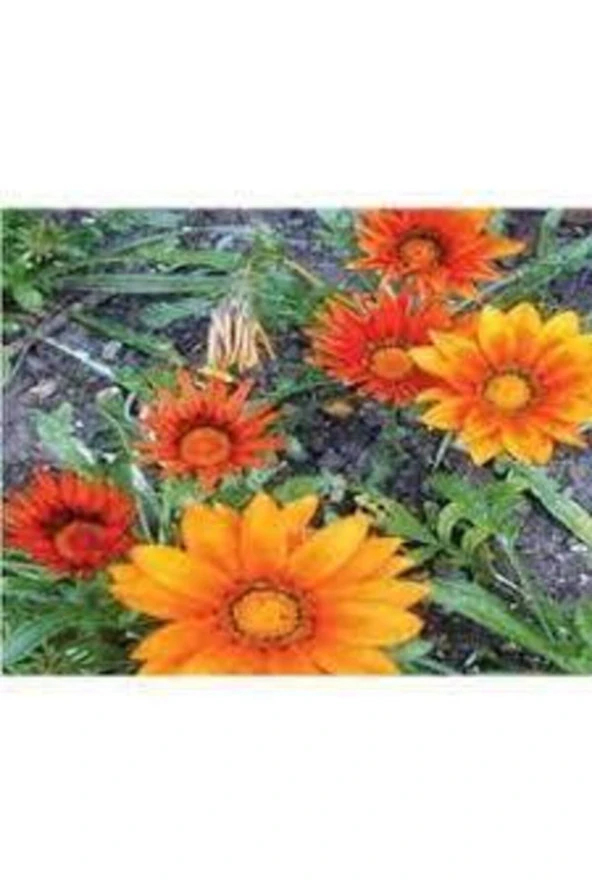 10 Adet Tohum Nadir Bulunan Meramlı Kız Çiçeği Tohumu - Resim 2