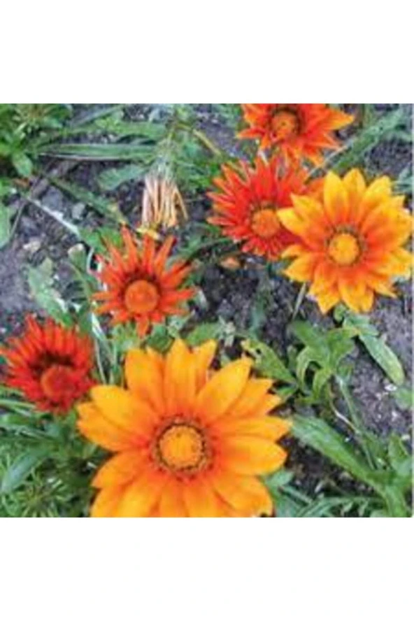 10 Adet Tohum Nadir Bulunan Meramlı Kız Çiçeği Tohumu - Resim 3