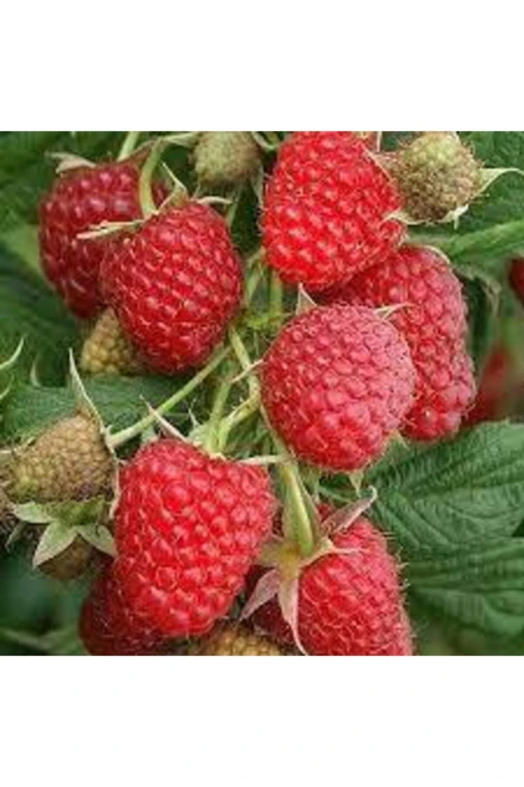 Tohum Kırmızı Ahududu Böğürtlen Tohumu Kırmızı Böğürtlen 40 Adet - Resim 2