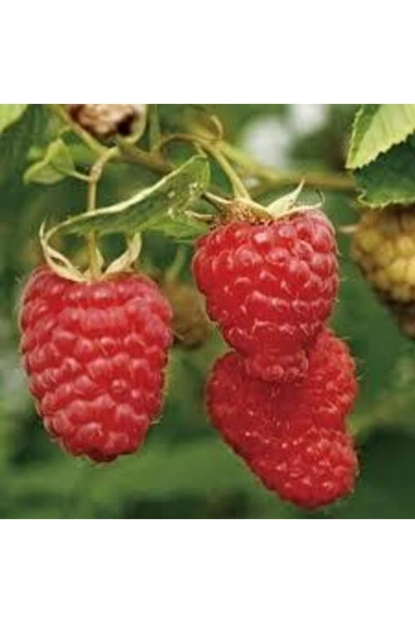 Tohum Kırmızı Ahududu Böğürtlen Tohumu Kırmızı Böğürtlen 40 Adet - Resim 3