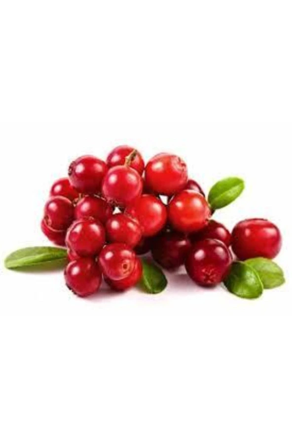 10 Adet Tohum Yaban Mersini Tohumu Cranberry Turna Yemişi Tohumu ürün görseli