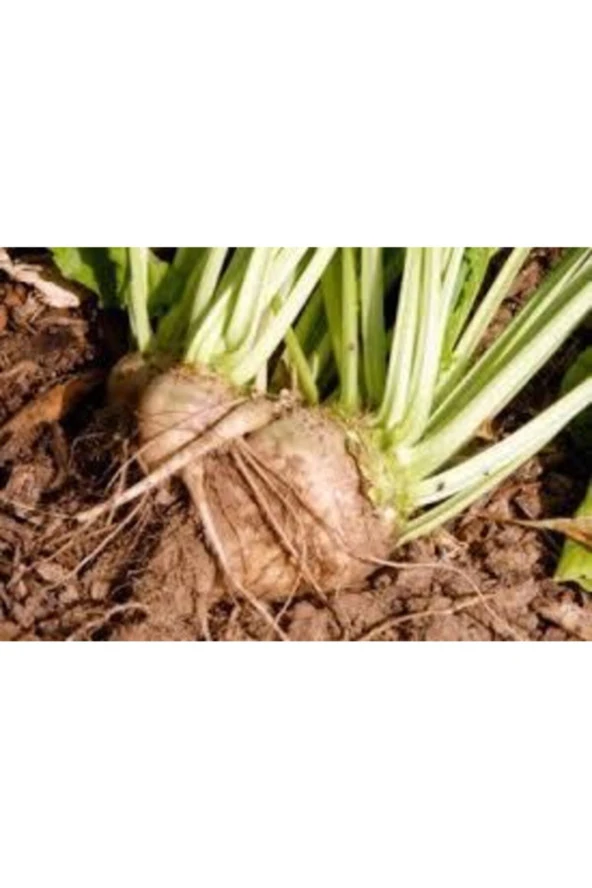 20 Adet Tohum Şeker Pancarı Tohumu Beyaz Şeker Pancarı Tohumu - Resim 3