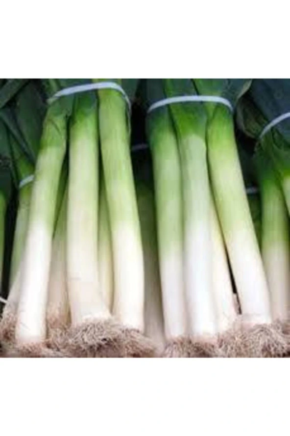 20 Adet Tohum Yeşil Prasa Pırasa Tohumu Orjinal Pırasa Tohumu - Resim 3