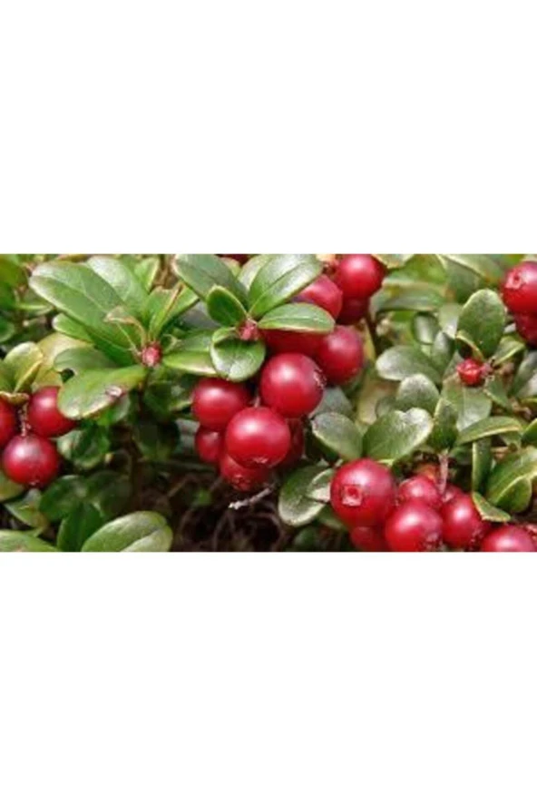 10 Adet Tohum Yaban Mersini Tohumu Cranberry Turna Yemişi Tohumu - Resim 3