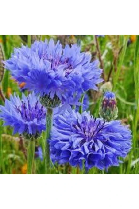 5 Adet Tohum Mavi Kantoron Kantaron Çiçeği Tohumu ürün görseli