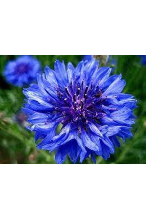 5 Adet Tohum Mavi Kantoron Kantaron Çiçeği Tohumu - Resim 2